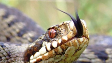 Muşcătura de viperă poate ucide un om în cinci ore. Ce nu ai voie să faci dacă eşti muşcat