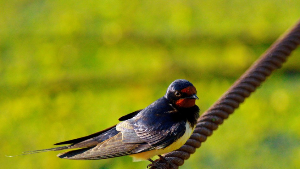 Curiozități despre rândunică. Petrece 95 din timp în zbor