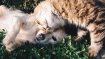 Reacţiile 8222foarte complexe8221 ale animalelor atunci când percep moartea. Concluziile cercetătorilor