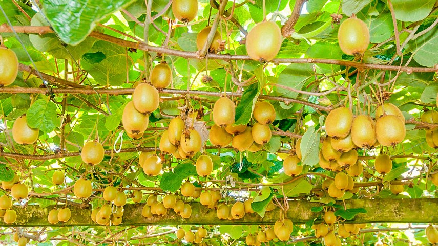 Vom avea rodii kaki și kiwi românești. Verile secetoase și iernile blânde din ultimii ani ajută producția