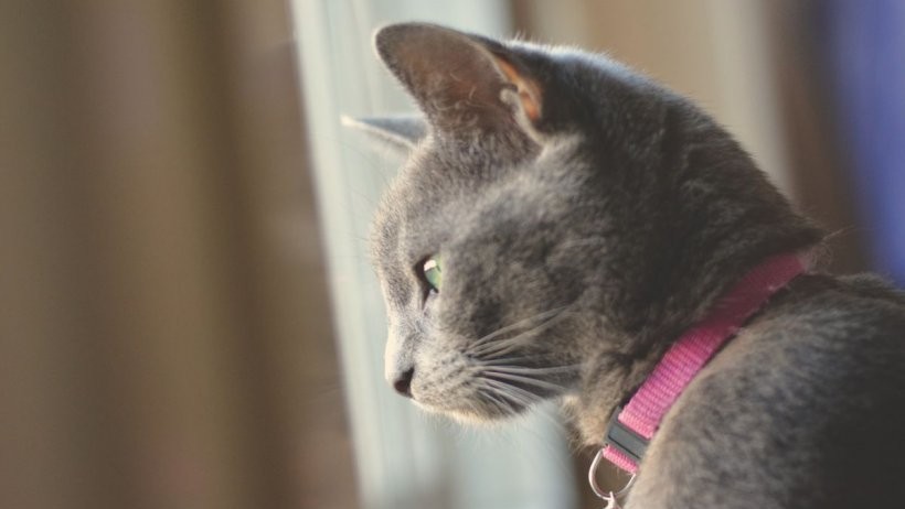 Lockdown pentru pisici De ce nu au avut voie felinele dintr-un oraș german să iasă pe afară 3 luni
