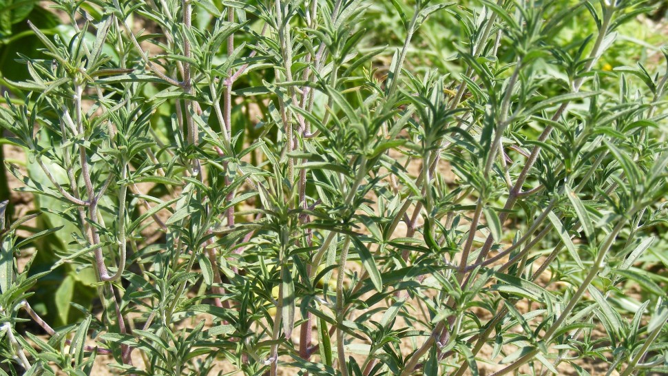 Beneficiile mai puțin știute ale cimbrului. Se folosește foarte mult în preparatele culinare