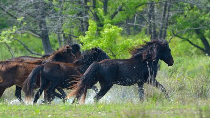 Curiozități despre Pădurea Letea. Este foarte populară pentru caii sălbatici