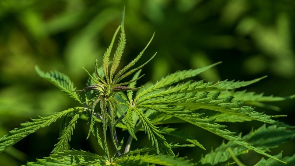 Posesia de canabis în cantități mici dezincriminată. Proiectul depus astăzi în parlament