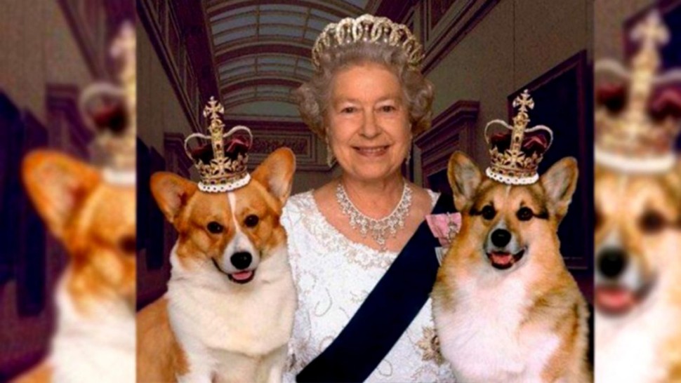 Cât au ajuns să coste câinii Corgi în Marea Britanie după moartea reginei Elisabeta a II-a