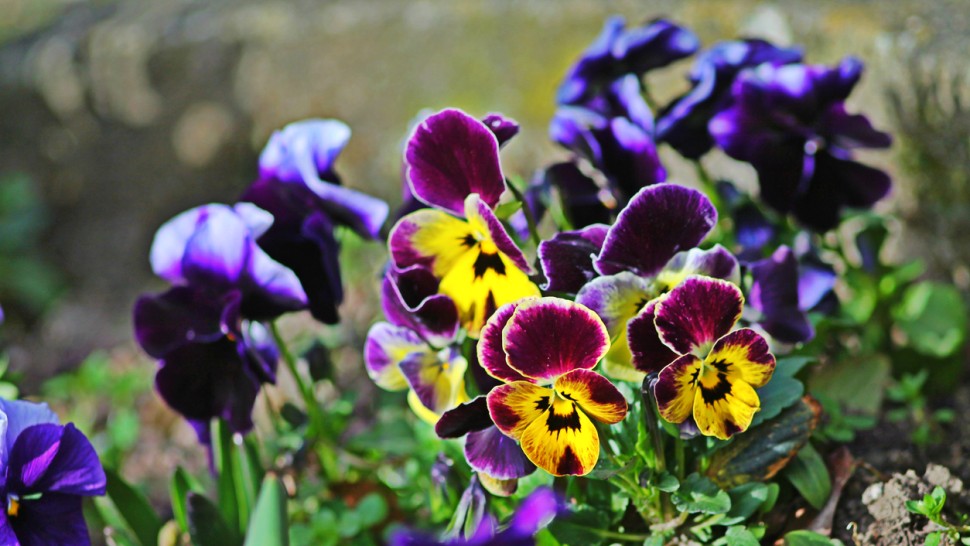 Top 10 flori care trebuie plantate toamna