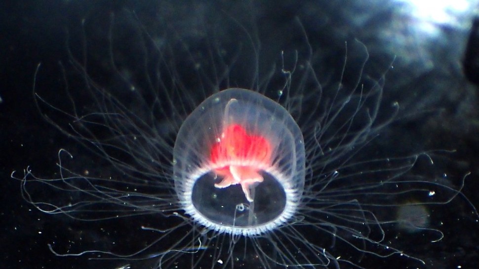 Codul genetic uimitor al unei creaturi marine inversează procesul de îmbătrânire