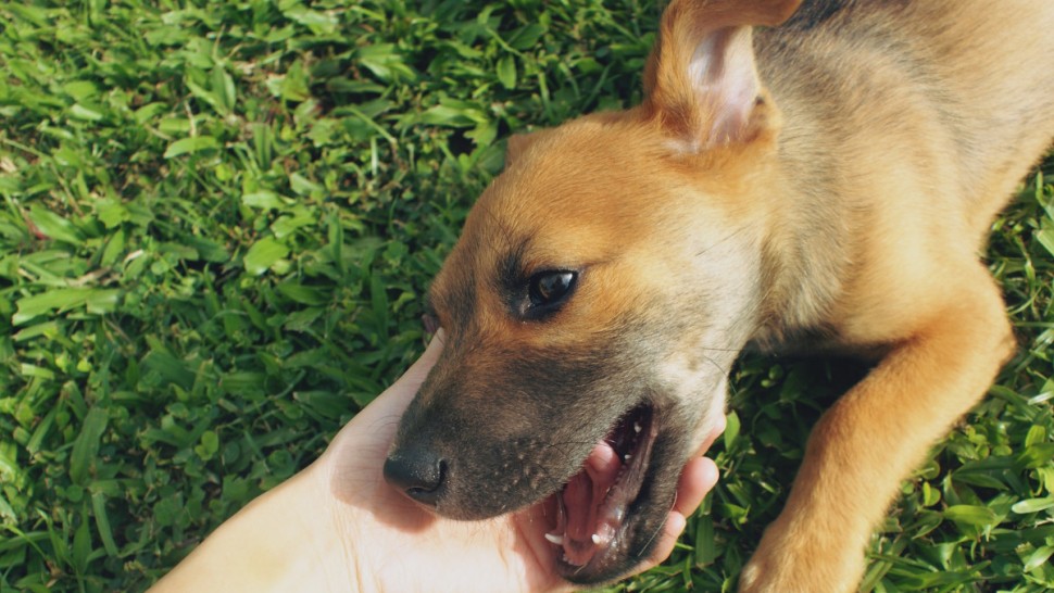 Sfaturi în cazul unei mușcături de câine. Află-le și pune-le în aplicare la nevoie