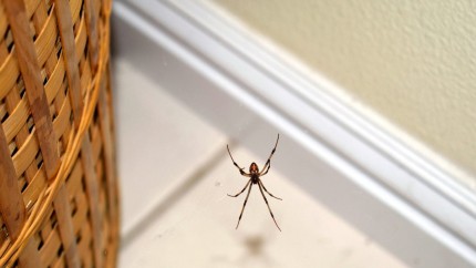 Ai păianjeni în casă și nu știi cum să scapi de ei Iată câteva trucuri numai bune de pus în aplicare