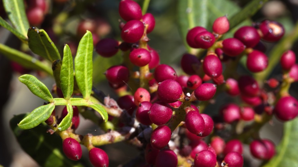 Beneficiile fructului maqui. Poate preveni apariția cancerului