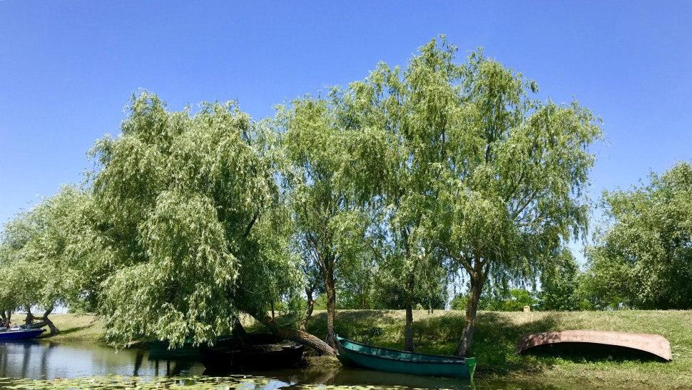 Lucruri mai puțin știute despre Delta Dunării. Un loc apare îl reprezintă Pădurea Letea