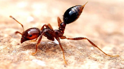 Ce este furnica electrică apărută în sudul Franței. Insecte extrem de mici și invazive