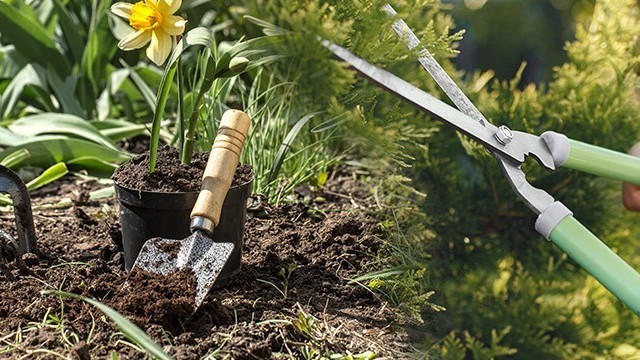 Acestea sunt florile care trebuie plantate obligatoriu în luna octombrie
