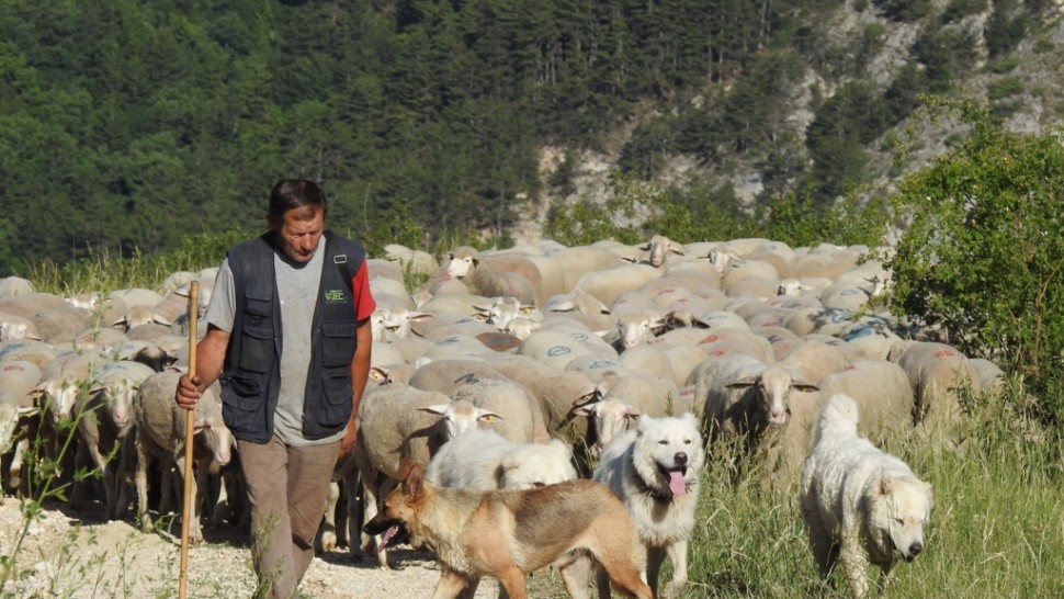 Moartea unui cioban român e plânsă de o întreagă comunitate de italieni. Nicola înveseleai munții cu fluierăturile tale