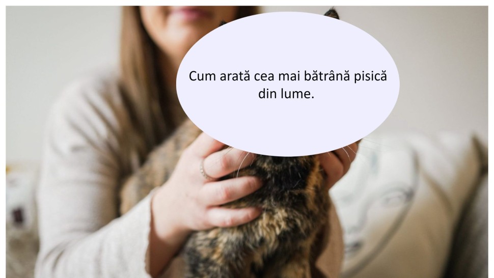 Cum arată cea mai bătrână pisică din lume. Are 27 de ani pisicești adică mai bine de 120 echivaleți în ani umani