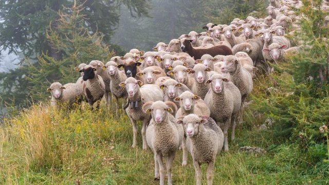 Soluție de avarie ciobani din Bangladesh pentru oile românești. Marii fermieri se plâng de o criză uriașă de angajați