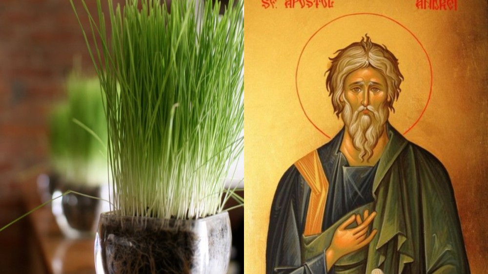 Ce poți face cu grâul pus la încolțit de Sfântul Andrei Află câteva trucuri