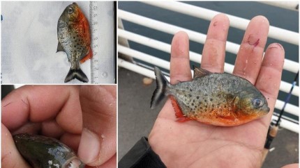 Panică la Oradea. Un Piranha cu burtă roşie descoperit în Crişul Repede. Specia de peşte agresivă originară din America de Sud