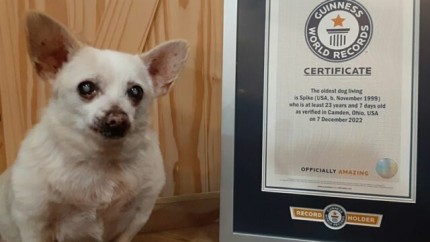 Un chihuahua de 23 de ani din statul american Ohio este oficial cel mai bătrân câine în viață din lume