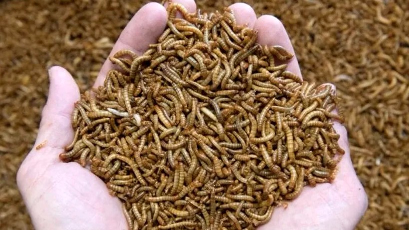 Se poate vinde și se poate mânca... Larva gândacului de bălegar autorizată ca hrană de Comisia Europeană