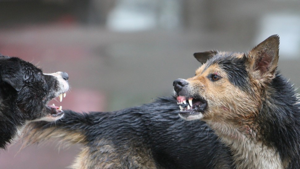 RCA pentru animale. Cine e obligat să plătească asigurarea