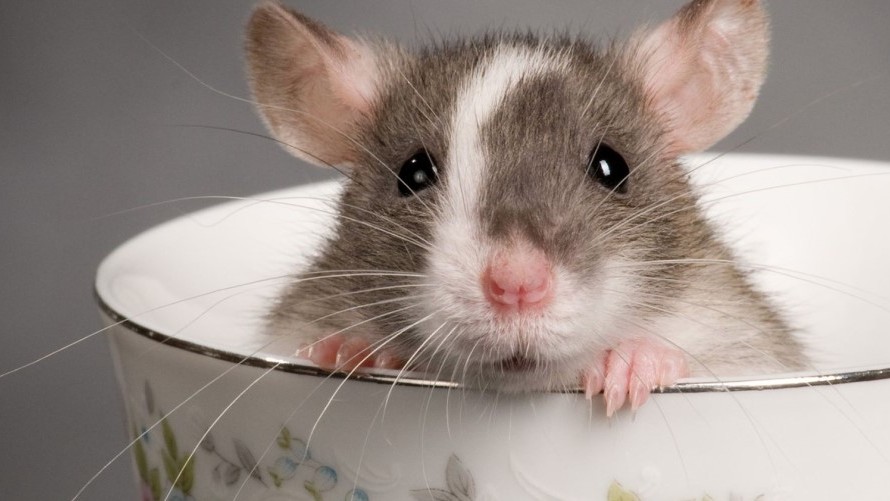 Oamenii de știință au reușit să inverseze procesul de îmbătrânire. Momentan la șoareci Urmează oamenii...