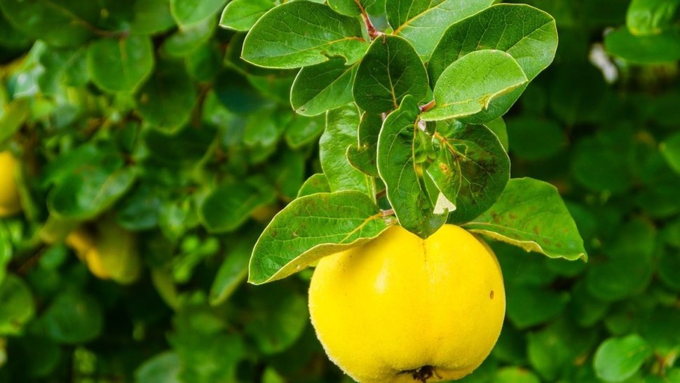 Beneficiile ceaiului de gutui. Poate fi un bun aliat al răcelii
