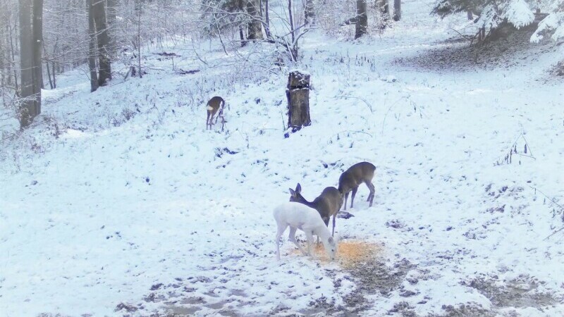 Un animal rar a apărut în Parcul Natural Bucegi. Care este explicația specialiștilor