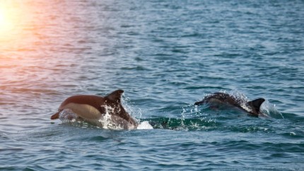 Fenomen ciudat Delfinii au migrat din Marea Neagră în Dunăre