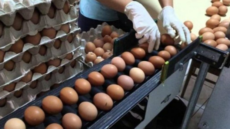 Gripa aviară scumpește ouăle. La ce preț ar putea ajunge