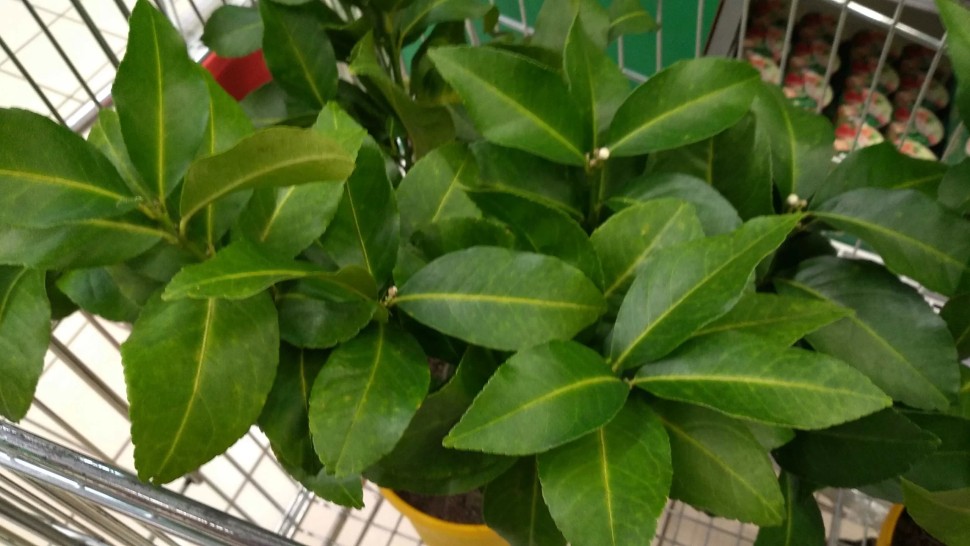 Planta minune care ține păianjenii și alte insecte la distanță de apartamentul sau casa ta. Este ușor de crescut
