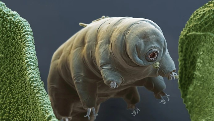 Tardigrade singurul animal capabil să trăiască în spațiu