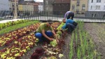 Românii ar putea consuma fructe și legume crescute în orașe. Proiectul fermelor urbane prinde contur