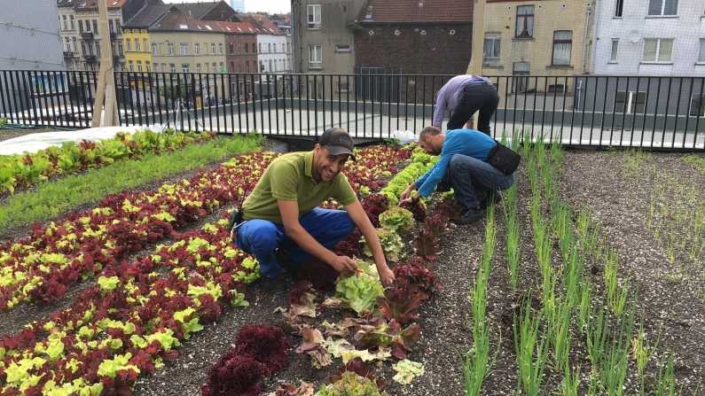 Românii ar putea consuma fructe și legume crescute în orașe. Proiectul fermelor urbane prinde contur