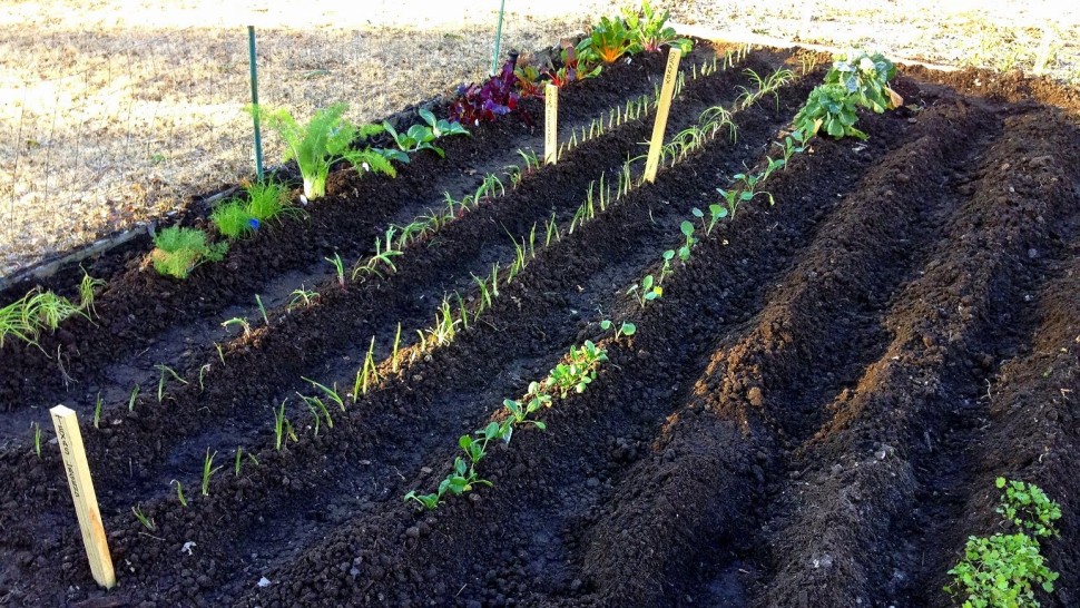 Flori și legume de plantat în luna Martie. Află și tu care sunt acestea