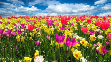 Florile de primăvară cu efecte majore asupra sănătății. Sunt adevărate minuni ale naturii pentru oameni