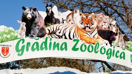 Pui de cangur născut într-o grădina zoologică din România. Unde a avut loc minunea | IMAGINI