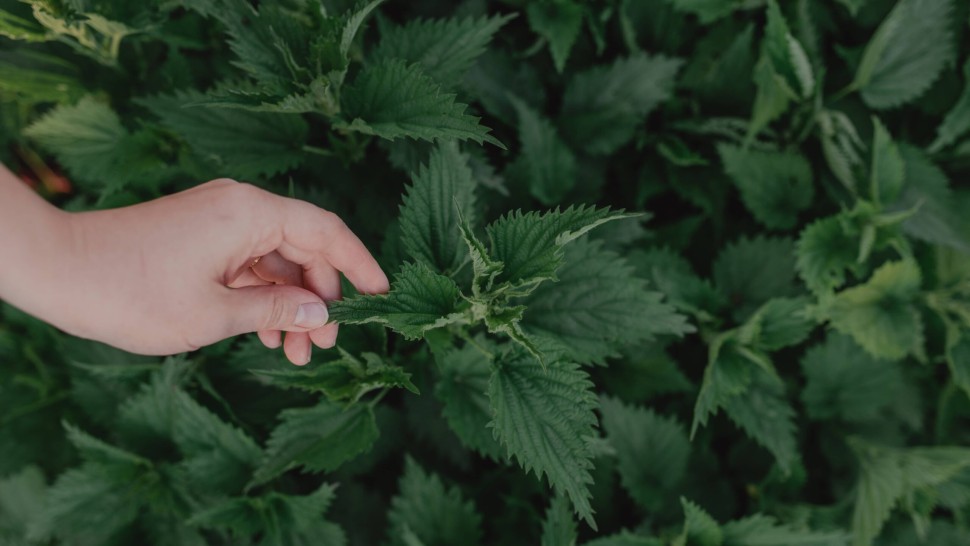Top 5 modalități de a trata înțepăturile de urzici. Află-le și pune-le în aplicare la nevoie
