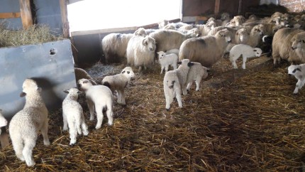 Carnea de miel cu 30 mai scumpă de Paște. Prețurile anunțate de producători îi îngrozesc pe români