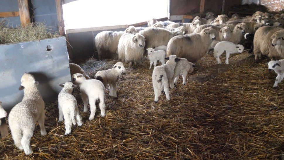 Carnea de miel cu 30 mai scumpă de Paște. Prețurile anunțate de producători îi îngrozesc pe români