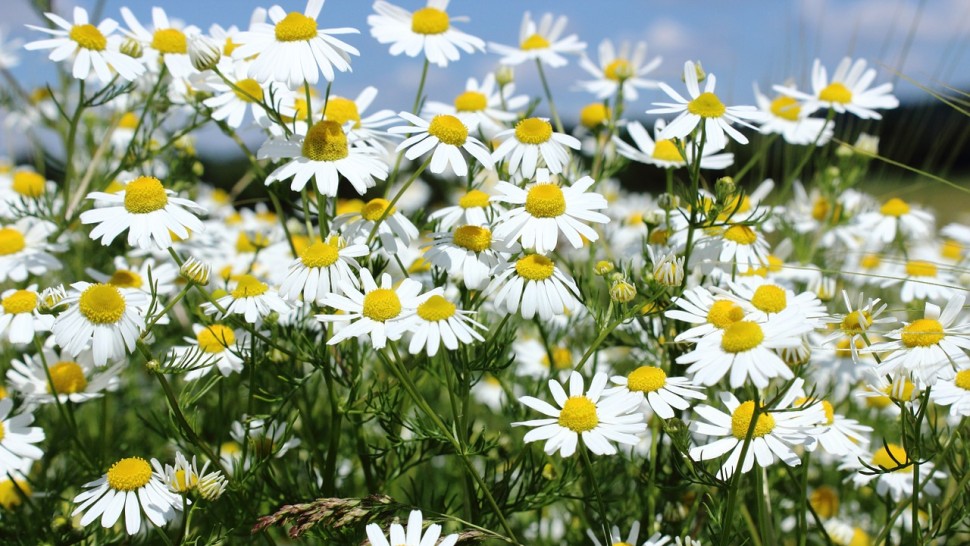 Top 10 plante medicinale pe care să le ai în grădină
