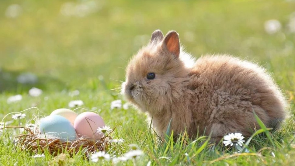 Legenda Iepurașului de Paște. De unde vine povestea acestuia