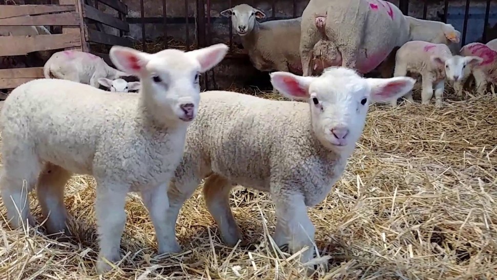Inspectorii ANSVSA stau cu ochii pe transporturile ilegale de animale şi produse alimentare