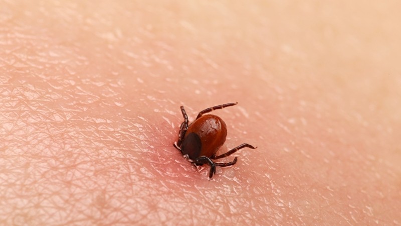 A început sezonul căpușelor Avertismentul medicilor În cazul mușcăturii de căpușă să nu apelăm la leacurile băbești