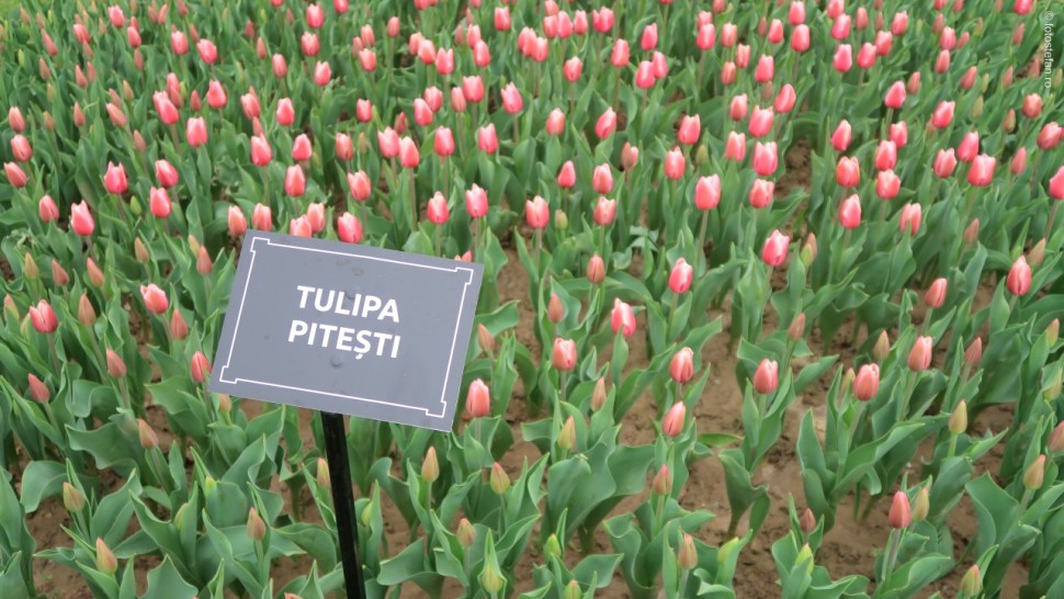 Soiul de lalele unic în lume creat special pentru România. Ce o face atât de aparte pe Tulipa Pitești