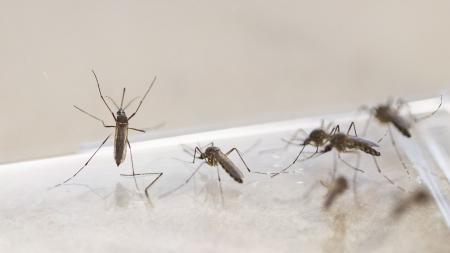 Pericol pentru sănătate O insectă a ajuns să se înmulțească necontrolat din cauza schimbărilor climatice
