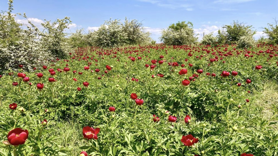 Azi e Ziua Bujorului floarea națională a României. Cum arată în aceste zile rezervațiile naturale unde crește bujorul sălbatic