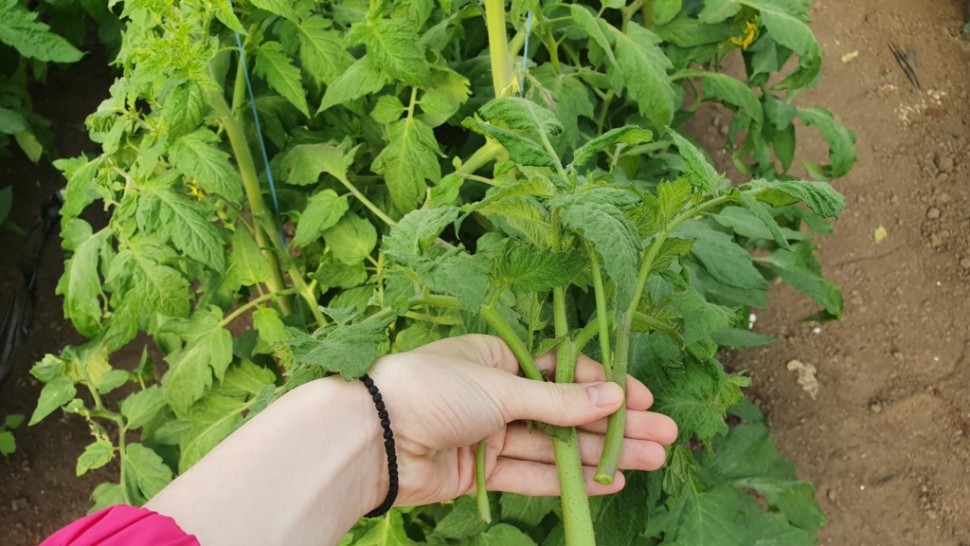 Fermieri pe hârtie. Au luat ajutor de la stat prin Programul Tomata fără să pună un răsad de roșii