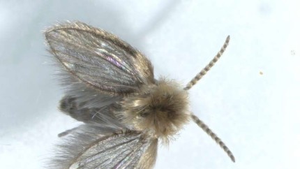 Noi specii de insecte identificate pentru prima dată în România. Trăiesc într-o anumită zonă