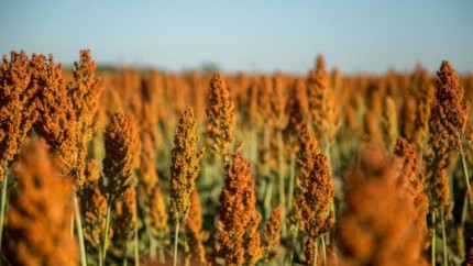 Fermierii români încep să cultive plante mai rezistente din cauza secetei. La ce s-au orientat